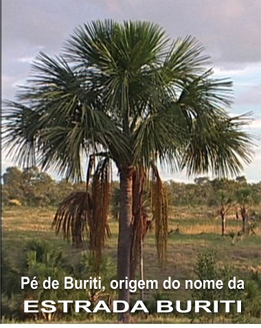 Jussara 60 Anos – O Café sob Geada. Buriti deu orgiem a estrada Burit Jussara 60 Anos – O Café sob Geada. Buriti deu orgiem a estrada Buriti