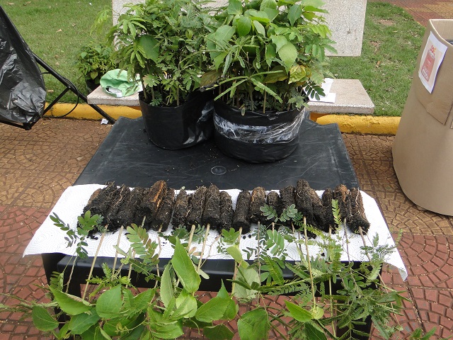Imagem: Mudas de plantas nativas para reflorestamento Imagem: Mudas de plantas nativas para reflorestamento